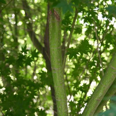 Acer palmatum 'Silhouette'